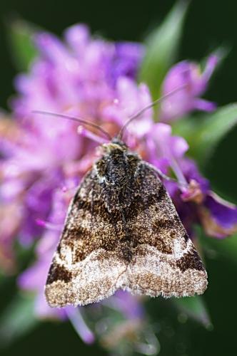Réf. 186 186 : Euclidia glyphica